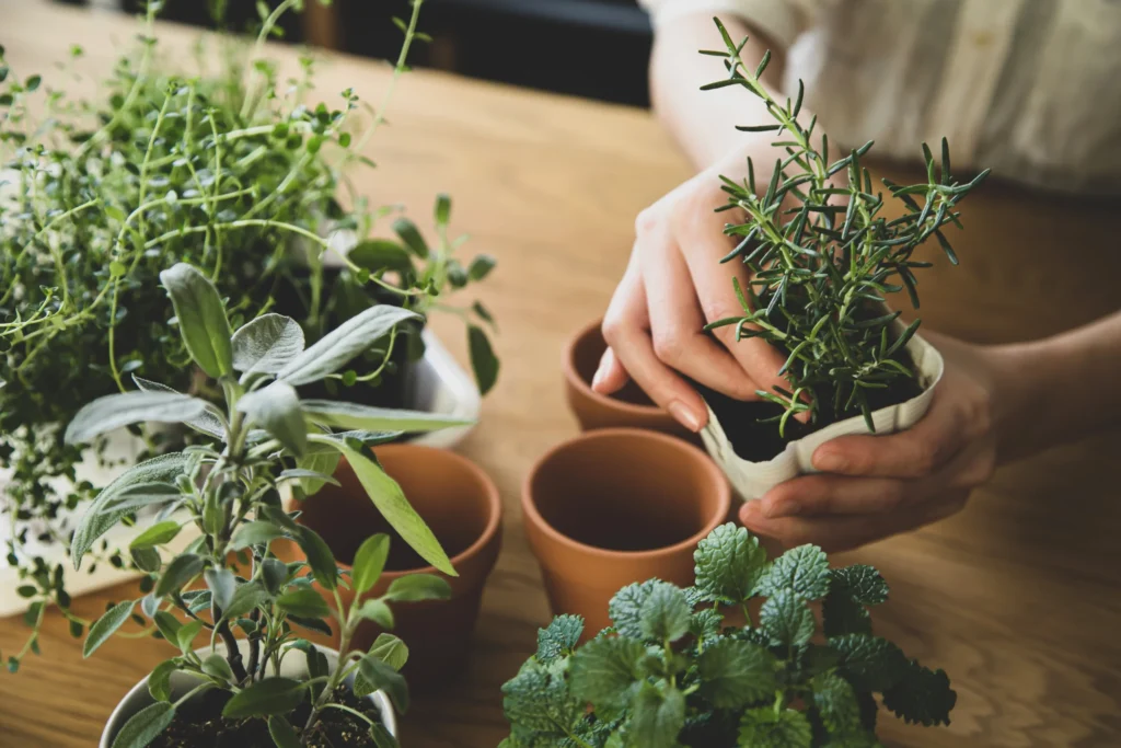 start a herb farming business