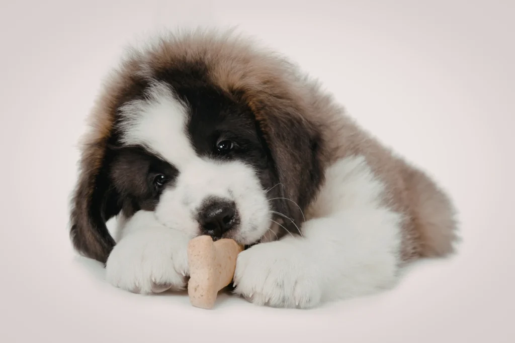 cute puppy eating treats from a dog bakery