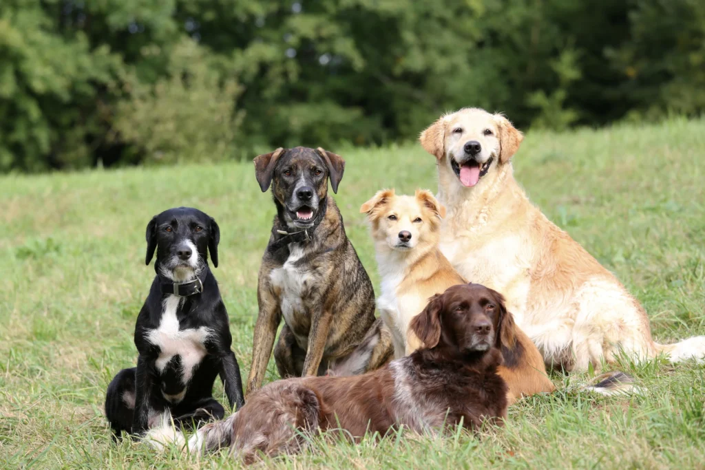 dogs waiting for treats from the dog bakery