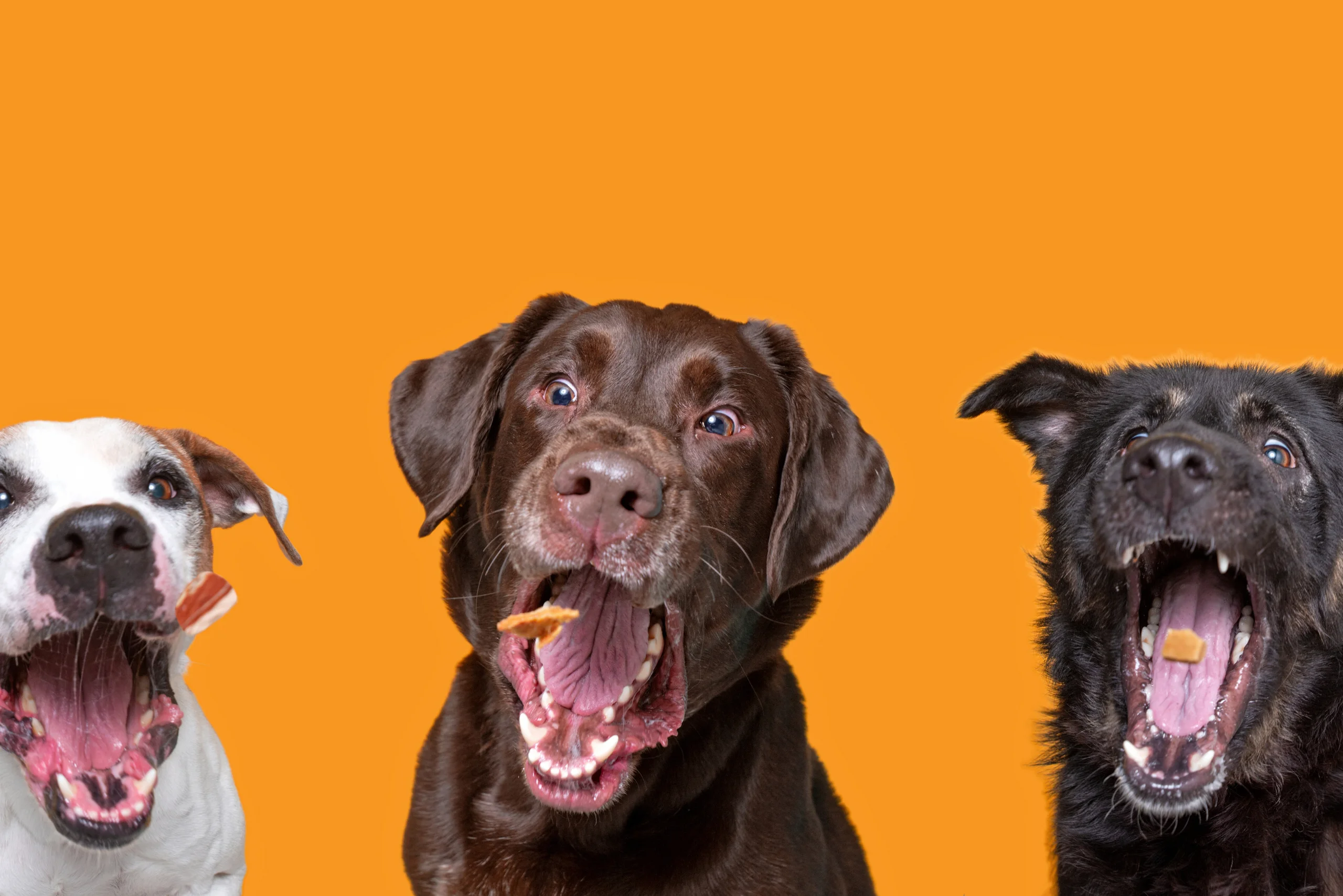 pet and dog bakery business